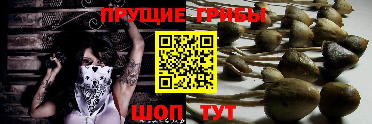 Ртищево  Галлюциногенные грибы прущие грибы  Вход с VPN 